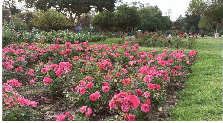 rose garden